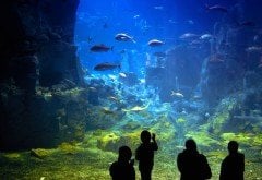 Florya İstanbul Akvaryum Okul Gezisi ( Florya Akvaryum Öğrenci Gezisi, Florya Akvaryum Okul Turu, Florya, Florya Akvaryum Okul Turları )